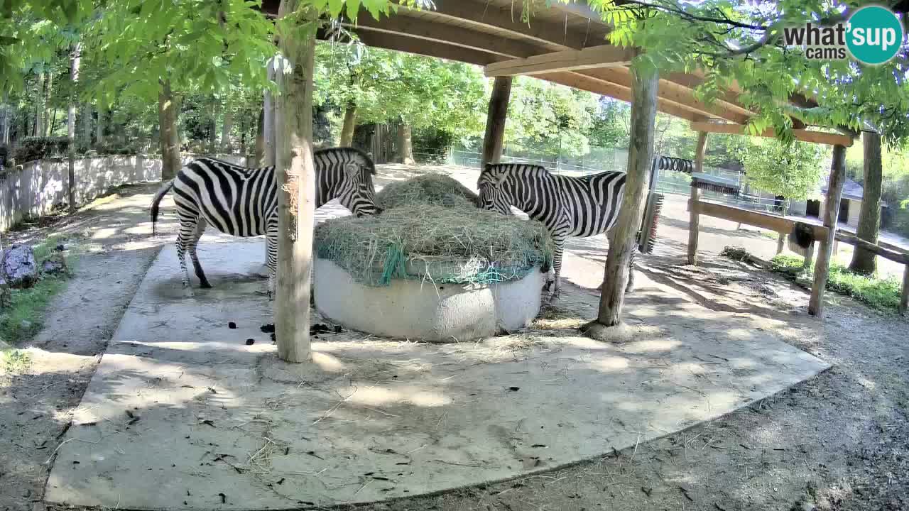 Le Zebre nello ZOO di Ljubljana – Slovenia Live webcam