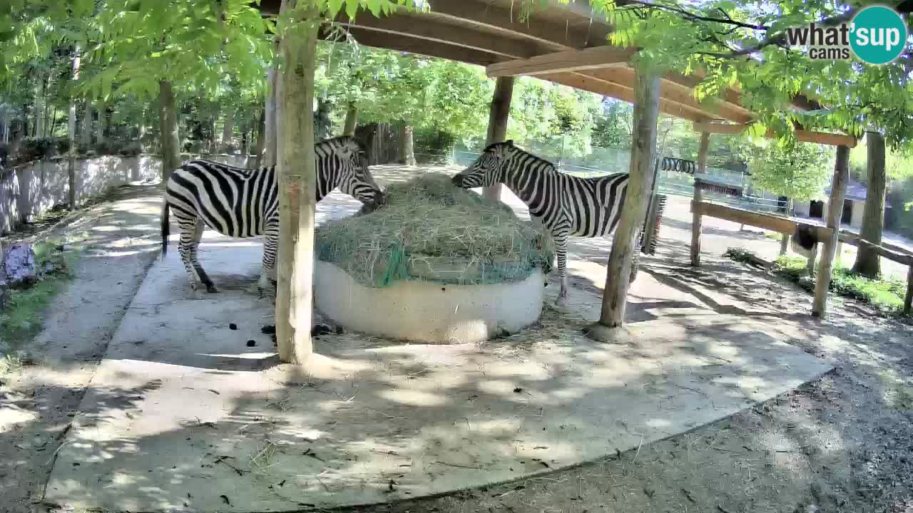 Web kamera uživo Zebras u ZOO Ljubljana – Slovenija