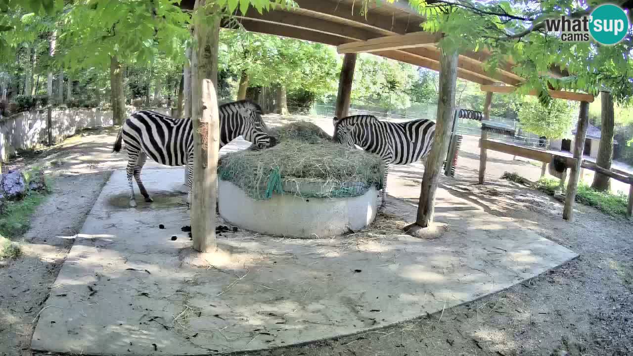 Le Zebre nello ZOO di Ljubljana – Slovenia Live webcam