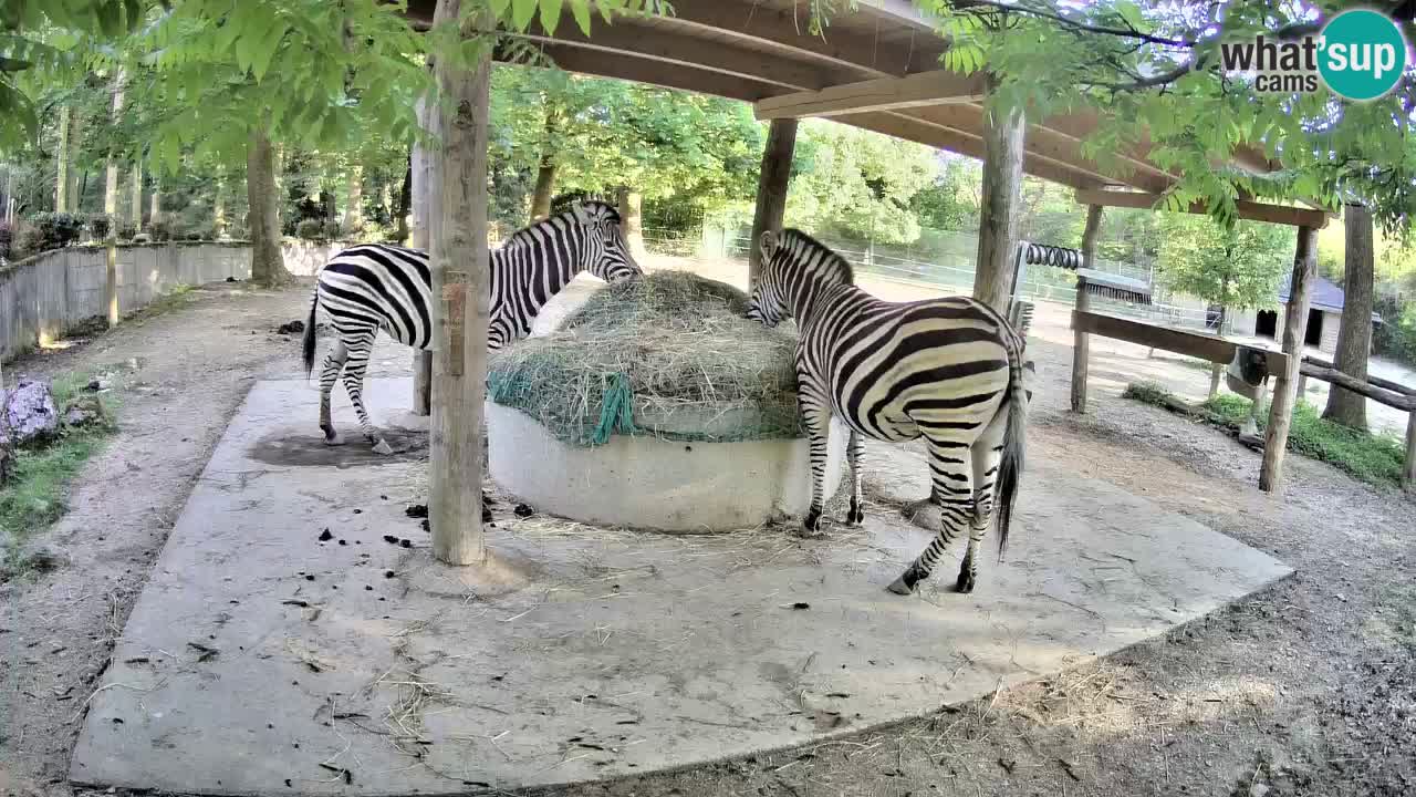 Le Zebre nello ZOO di Ljubljana – Slovenia Live webcam