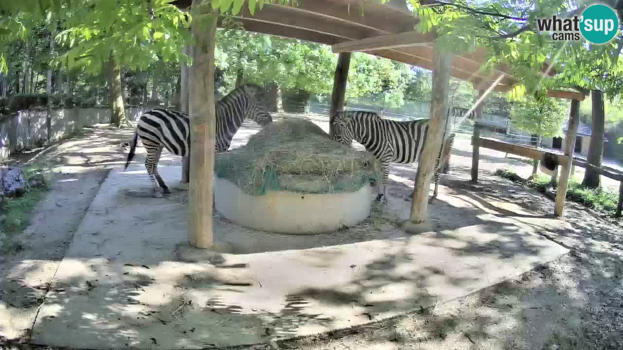 Live Webcam Zebras in Ljubljana ZOO – Slowenien