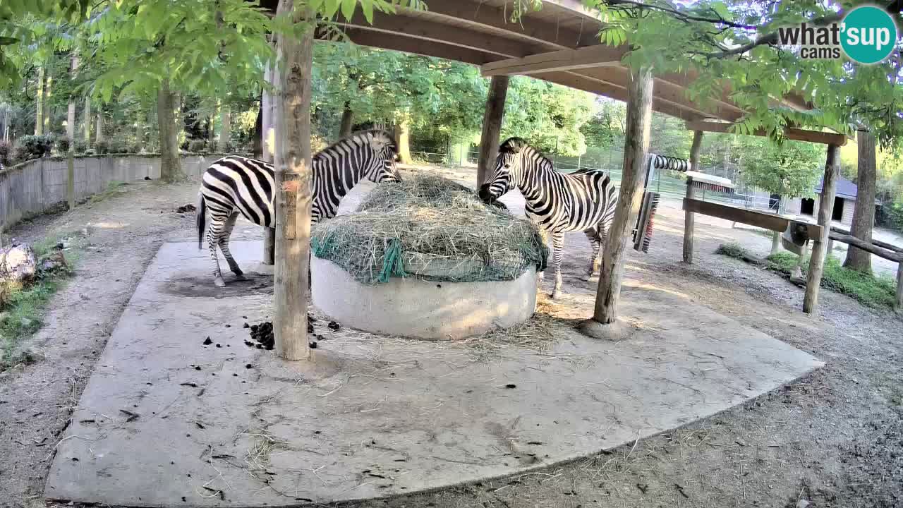 Zebre v živo v živalskem vrtu Ljubljana ZOO spletne kamere