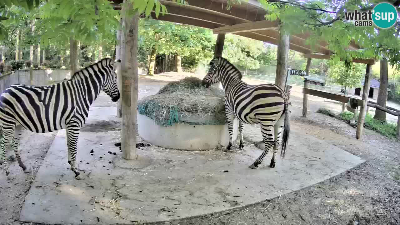 Live webcam Zebras in Ljubljana ZOO – Slovenia