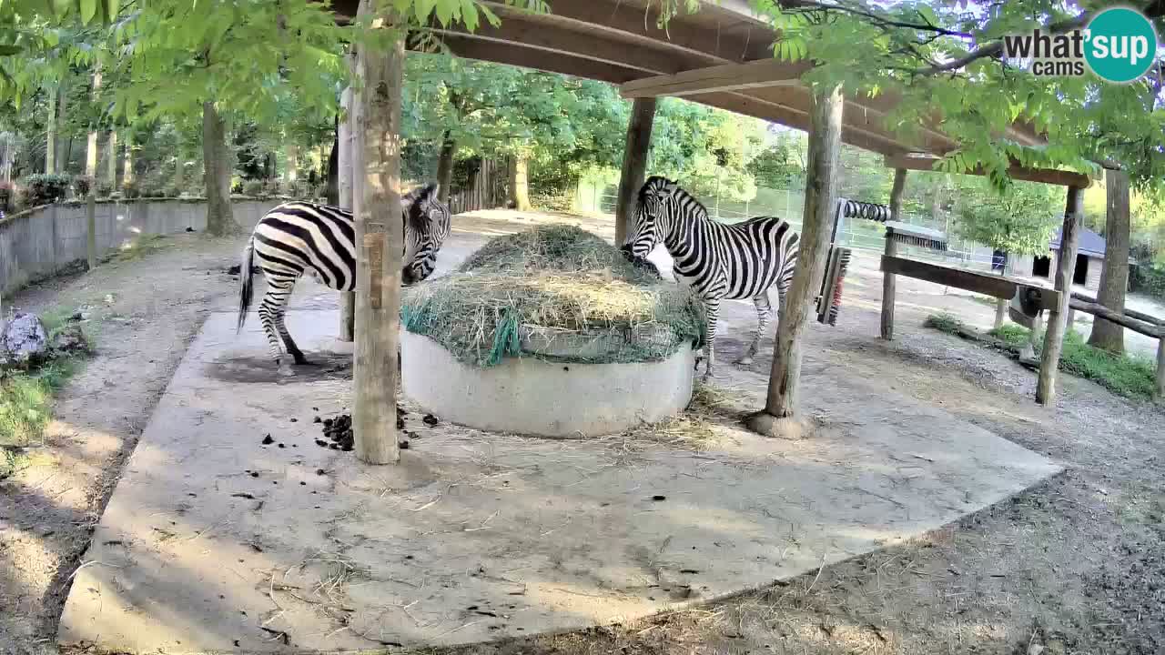 Live Webcam Zebras in Ljubljana ZOO – Slowenien