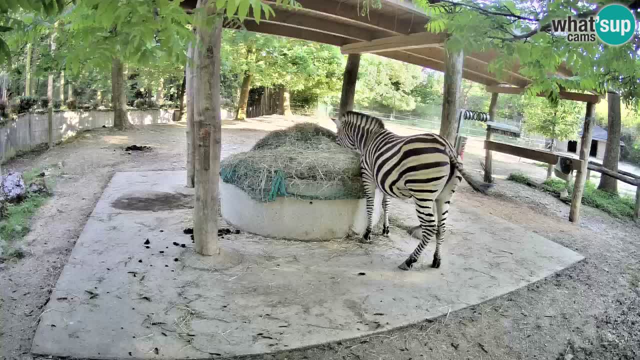 Live Webcam Zebras in Ljubljana ZOO – Slowenien