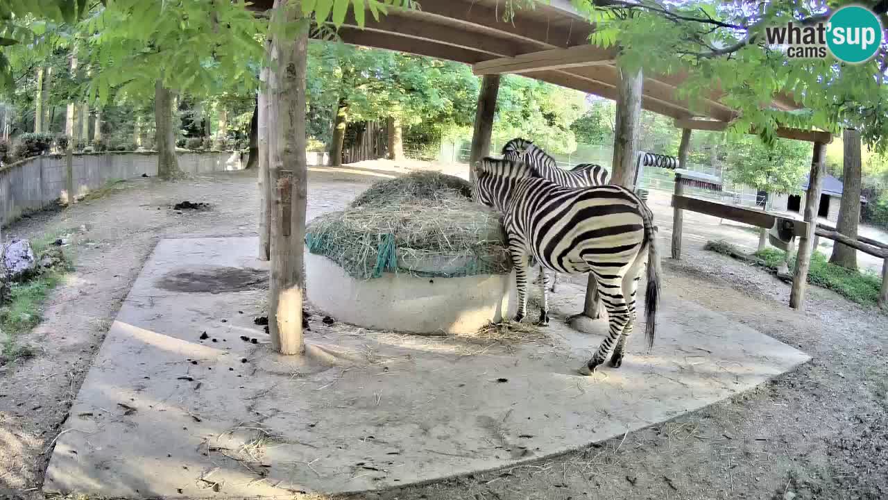 Live webcam Zebras in Ljubljana ZOO – Slovenia
