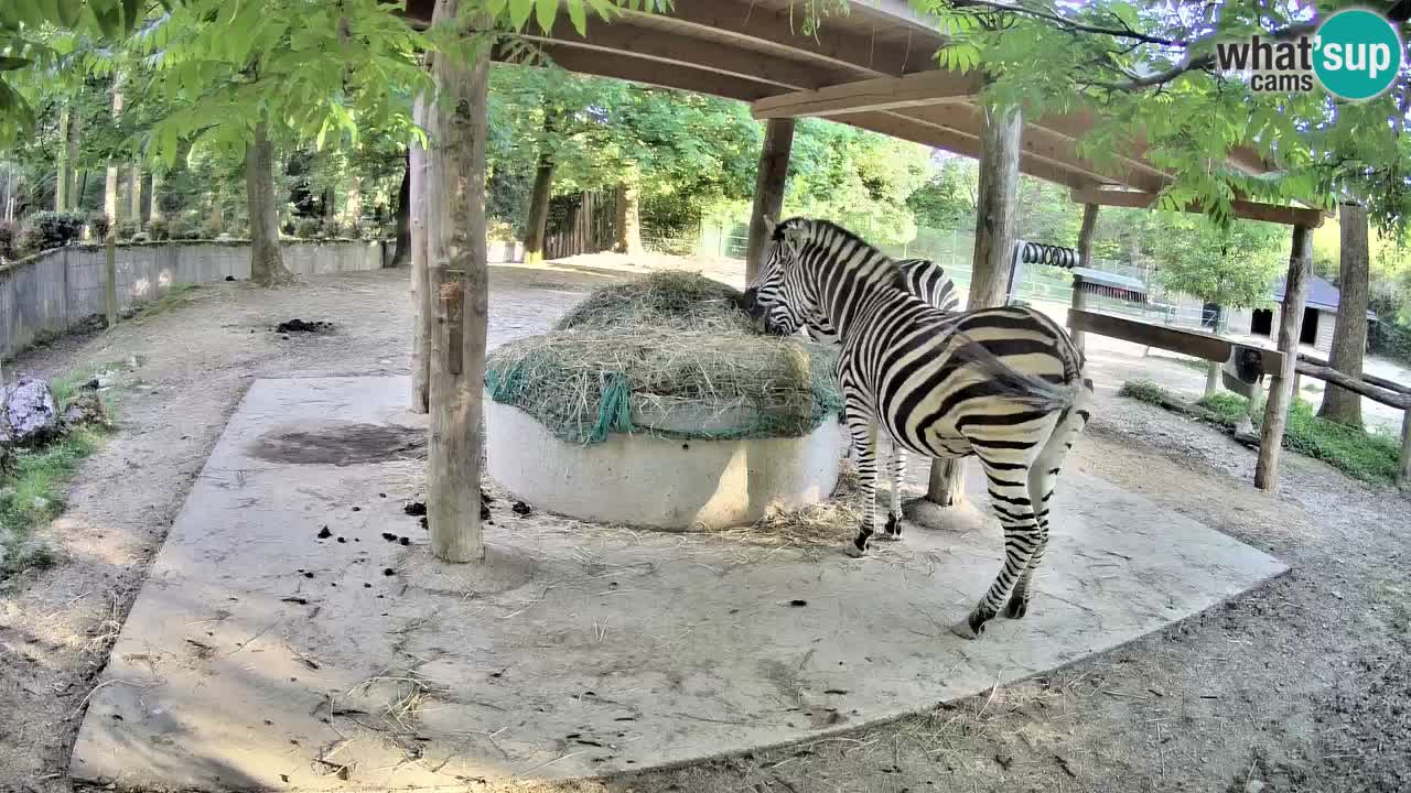 Live webcam Les zèbres in Ljubljana ZOO – Slovénie