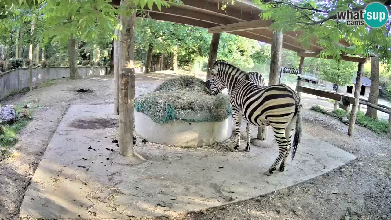 Live webcam Les zèbres in Ljubljana ZOO – Slovénie