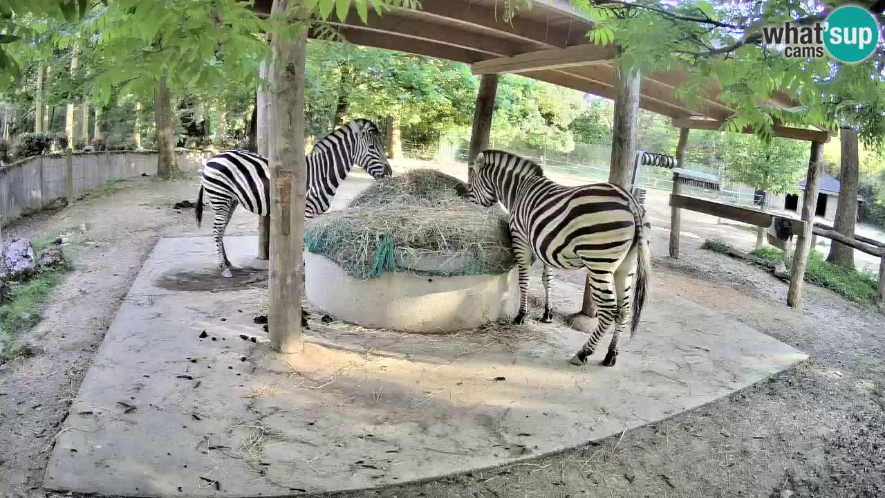 Live webcam Zebras in Ljubljana ZOO – Slovenia