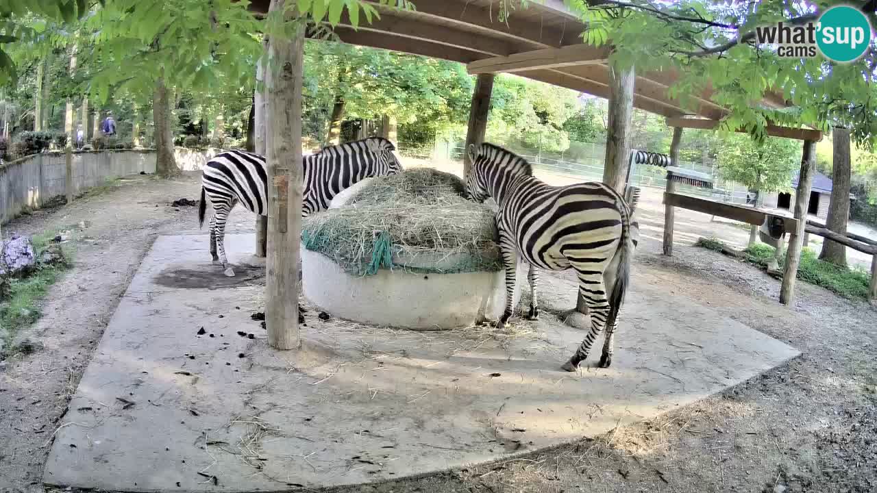 Live webcam Zebras in Ljubljana ZOO – Slovenia