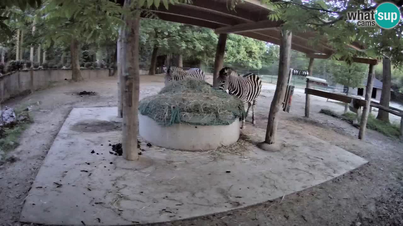 Le Zebre nello ZOO di Ljubljana – Slovenia Live webcam