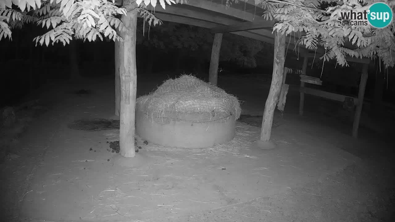 Zebre v živo v živalskem vrtu Ljubljana ZOO spletne kamere