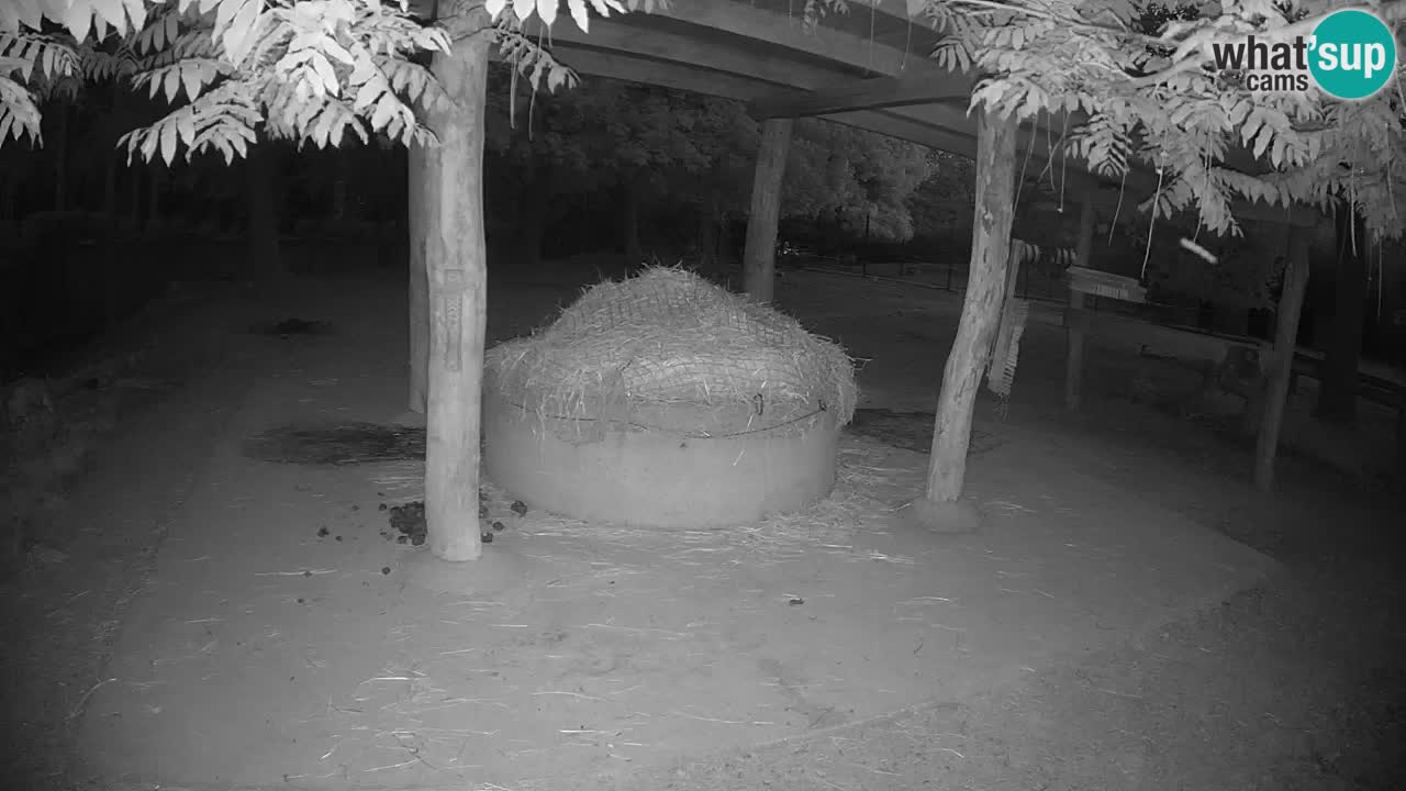 Le Zebre nello ZOO di Ljubljana – Slovenia Live webcam