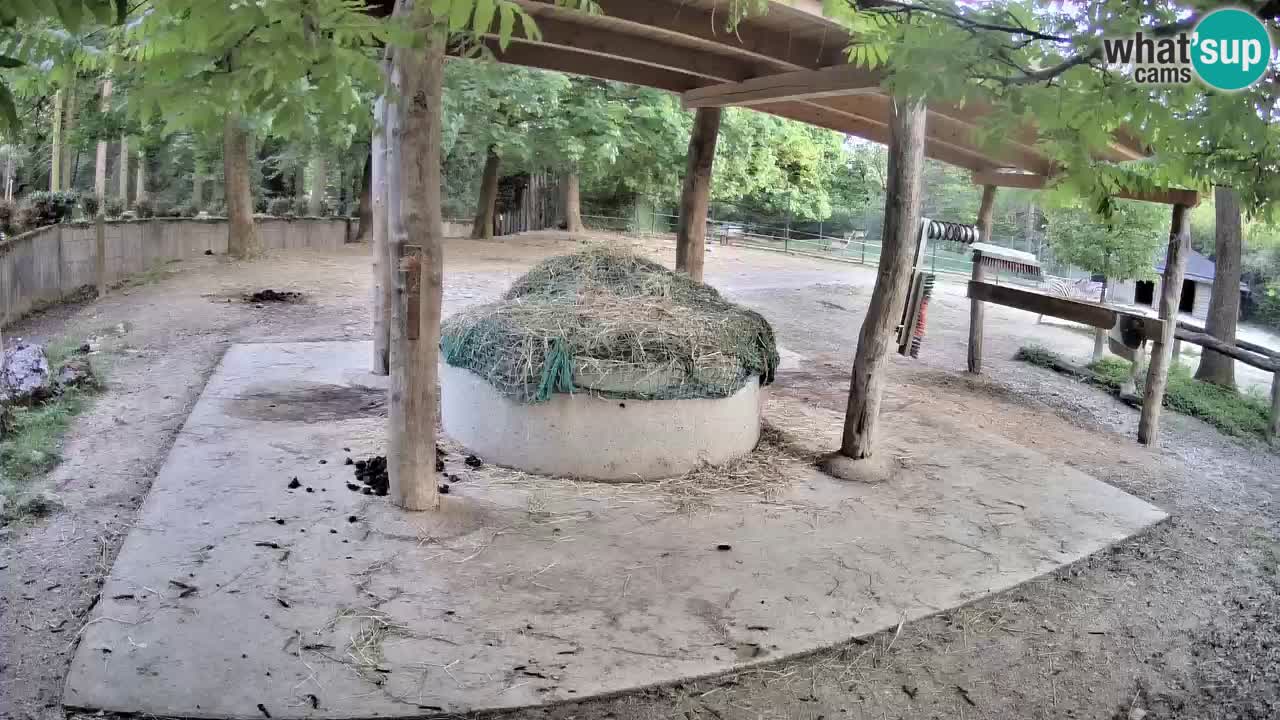 Le Zebre nello ZOO di Ljubljana – Slovenia Live webcam