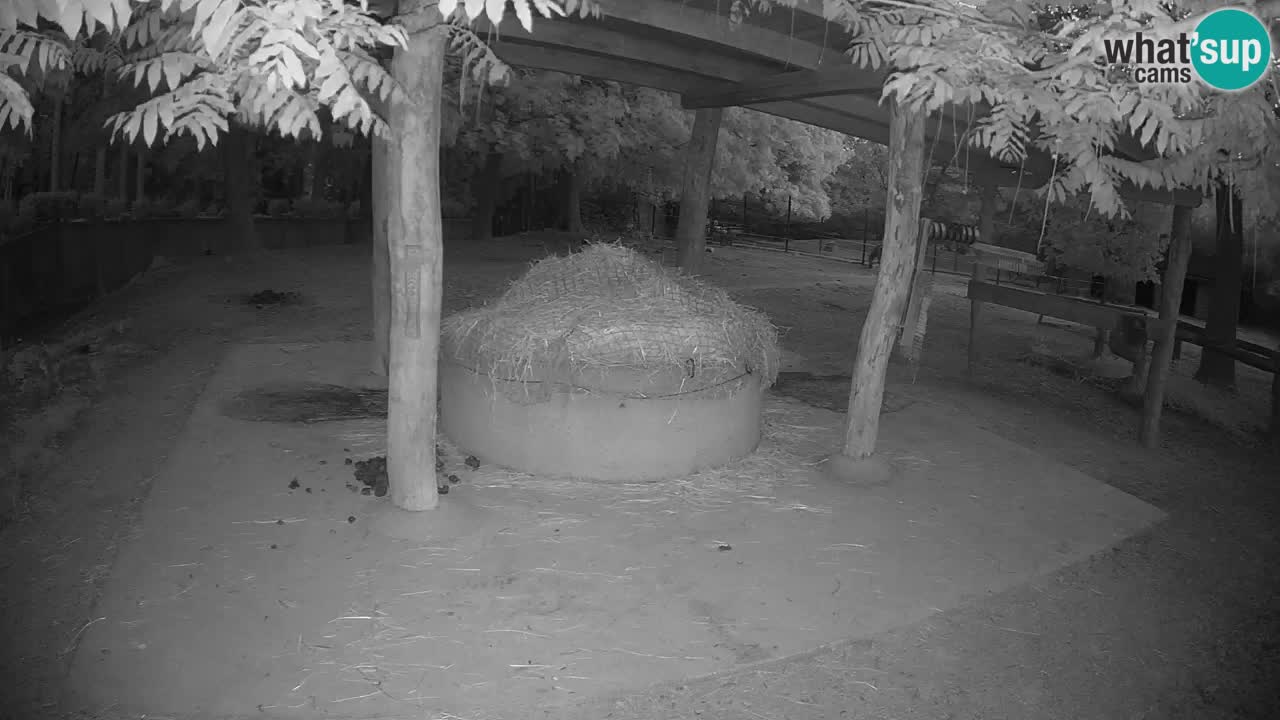 Le Zebre nello ZOO di Ljubljana – Slovenia Live webcam