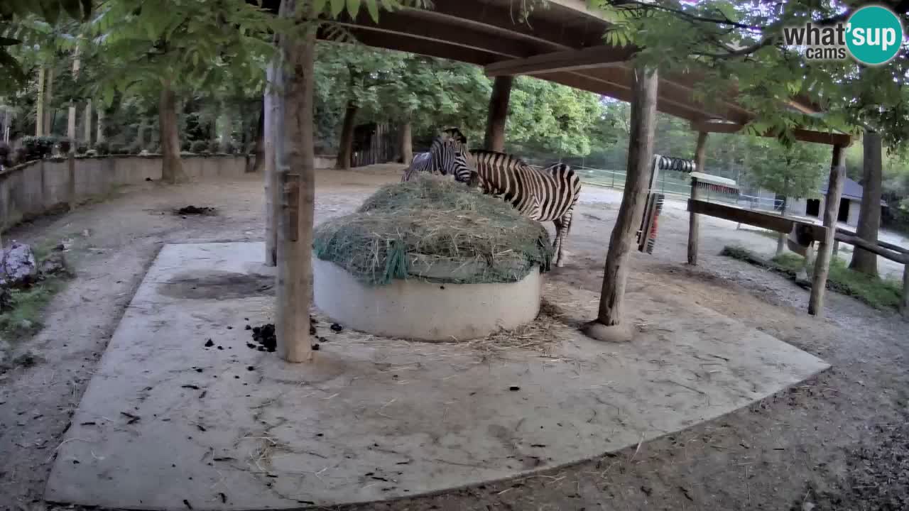 Le Zebre nello ZOO di Ljubljana – Slovenia Live webcam