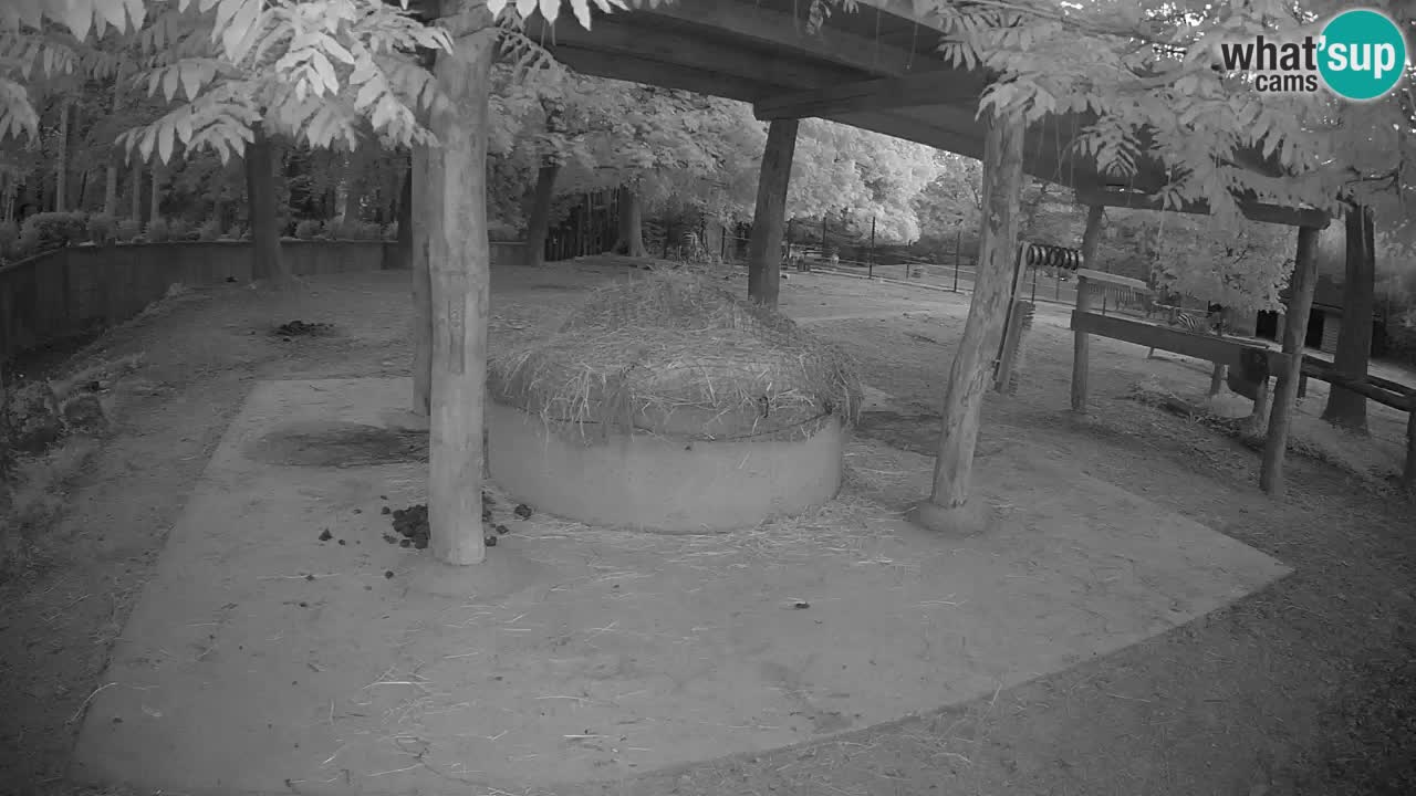 Le Zebre nello ZOO di Ljubljana – Slovenia Live webcam