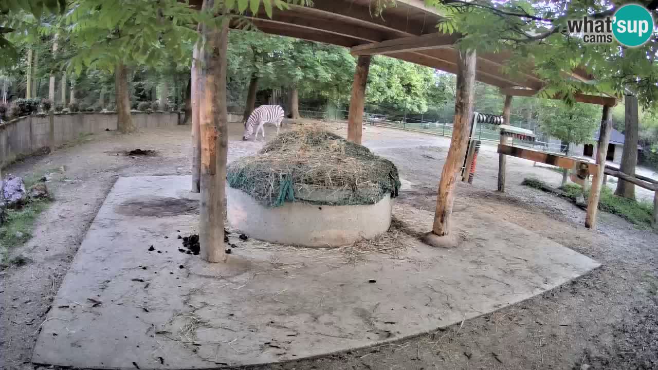 Web kamera uživo Zebras u ZOO Ljubljana – Slovenija