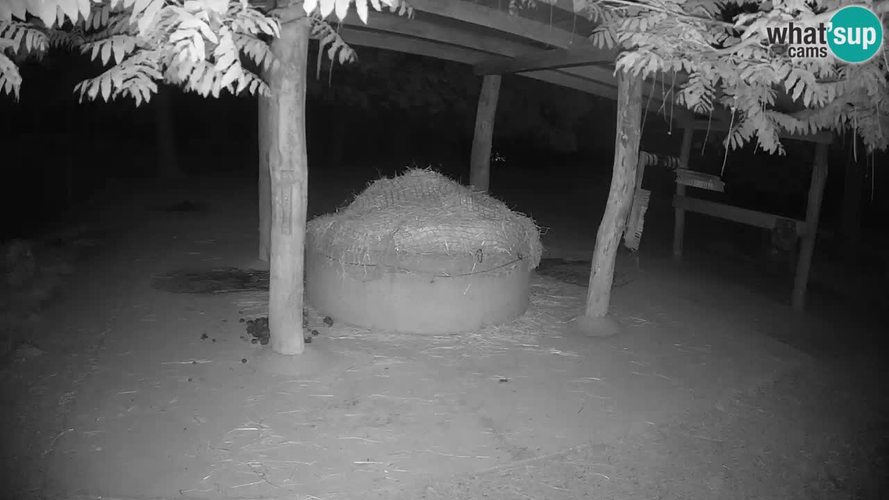 Le Zebre nello ZOO di Ljubljana – Slovenia Live webcam