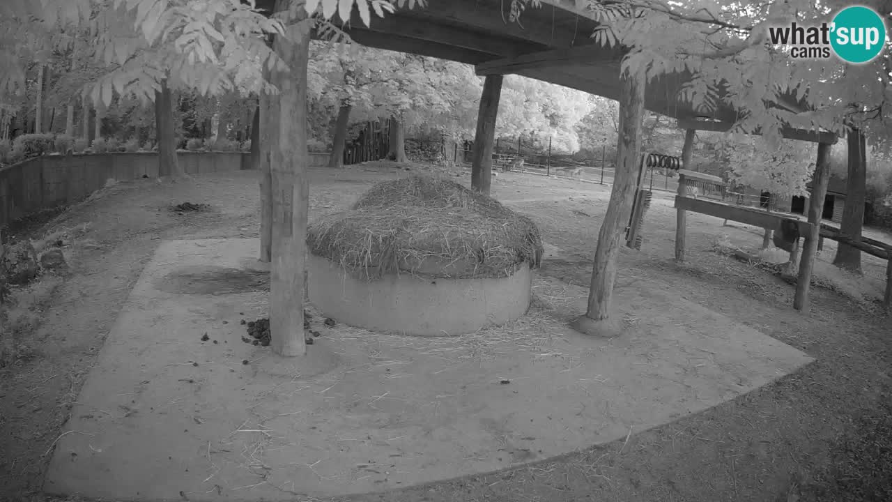 Web kamera uživo Zebras u ZOO Ljubljana – Slovenija