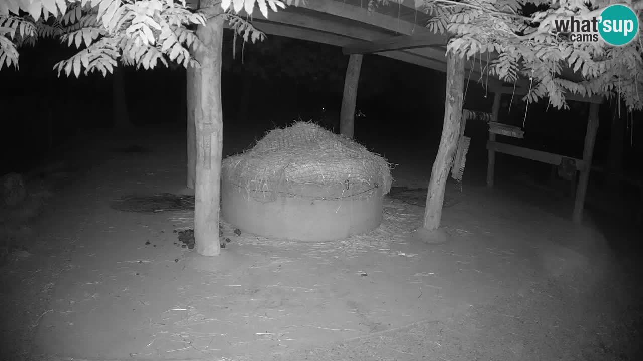 Live Webcam Zebras in Ljubljana ZOO – Slowenien