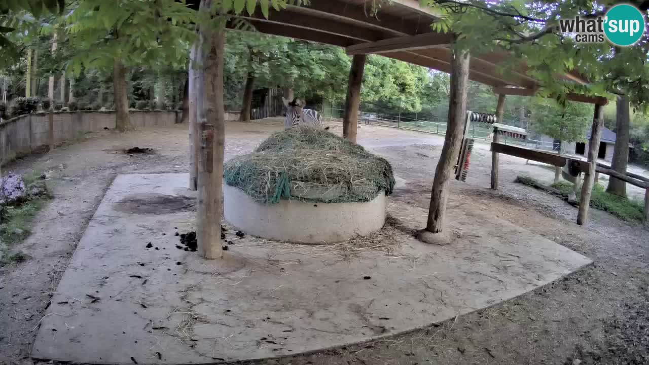 Web kamera uživo Zebras u ZOO Ljubljana – Slovenija