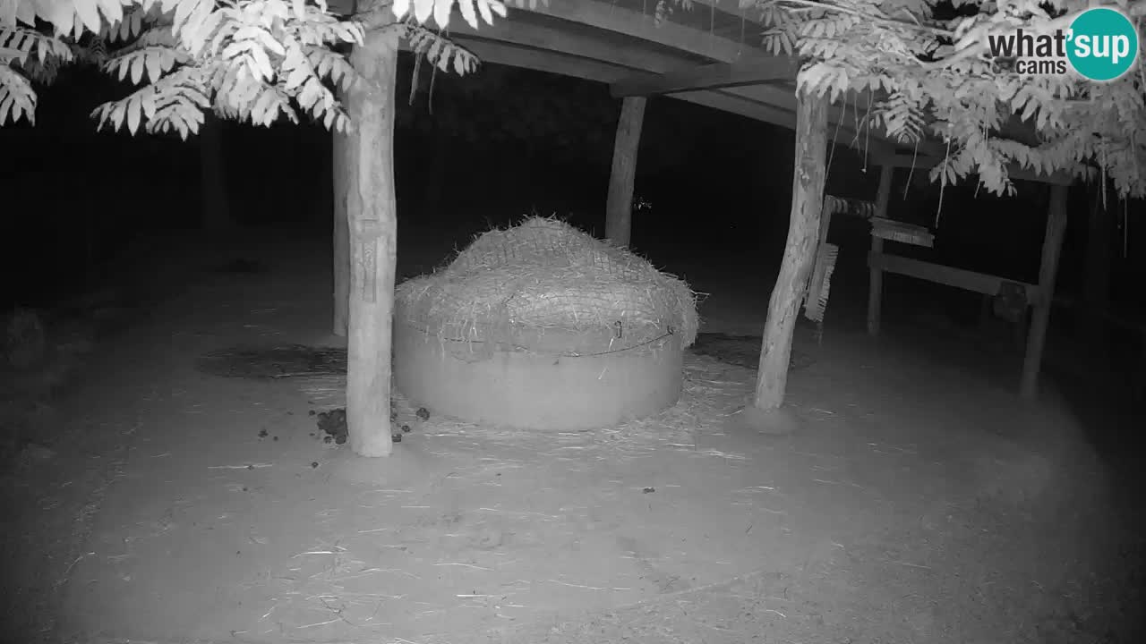 Live Webcam Zebras in Ljubljana ZOO – Slowenien