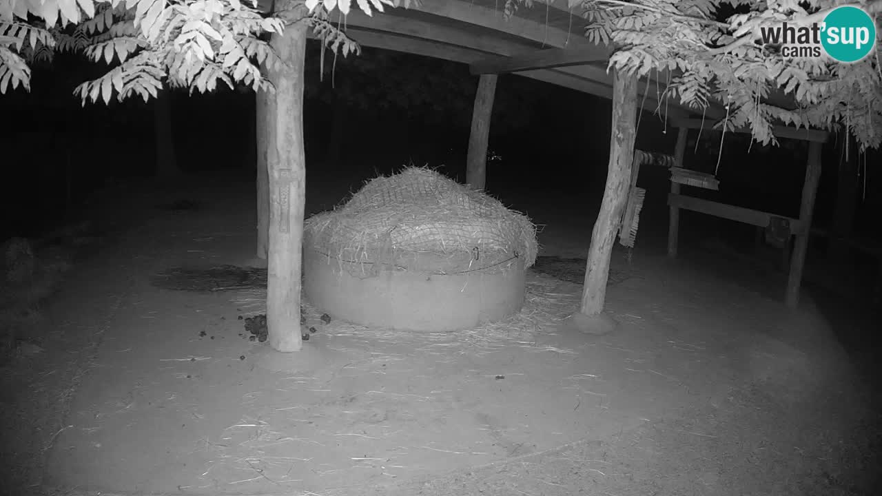 Live webcam Les zèbres in Ljubljana ZOO – Slovénie