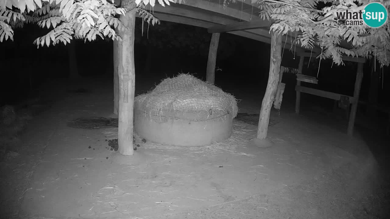 Le Zebre nello ZOO di Ljubljana – Slovenia Live webcam