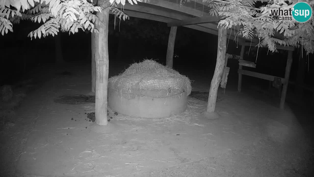 Live Webcam Zebras in Ljubljana ZOO – Slowenien