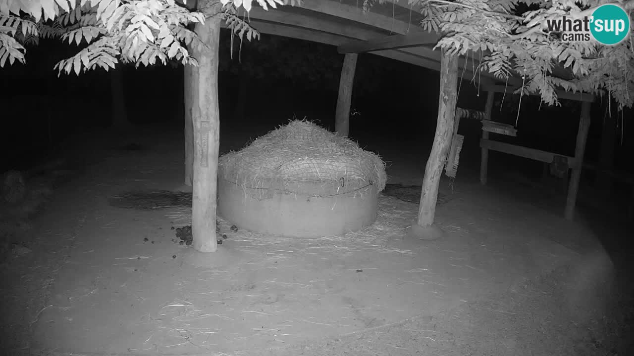 Live Webcam Zebras in Ljubljana ZOO – Slowenien