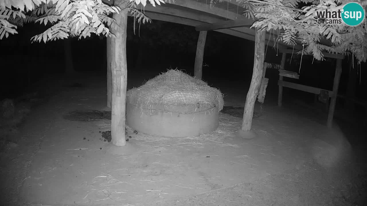Live Webcam Zebras in Ljubljana ZOO – Slowenien