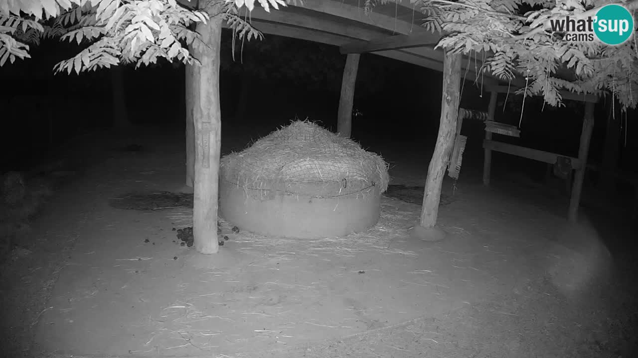 Le Zebre nello ZOO di Ljubljana – Slovenia Live webcam