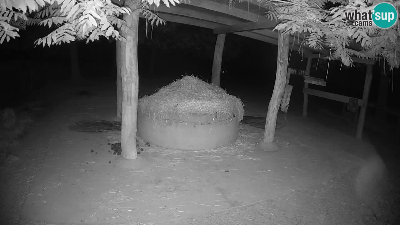 Live webcam Les zèbres in Ljubljana ZOO – Slovénie