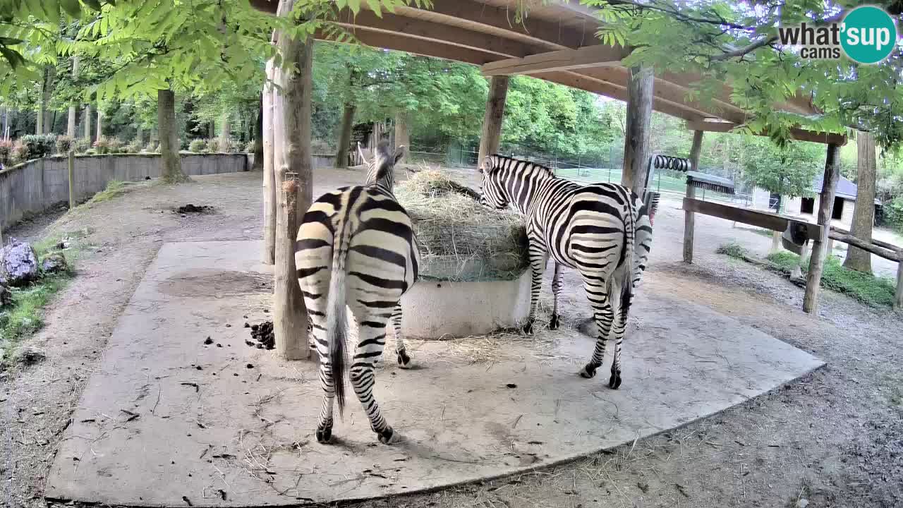 Camera en vivo Cebras in Ljubljana ZOO – Eslovenia