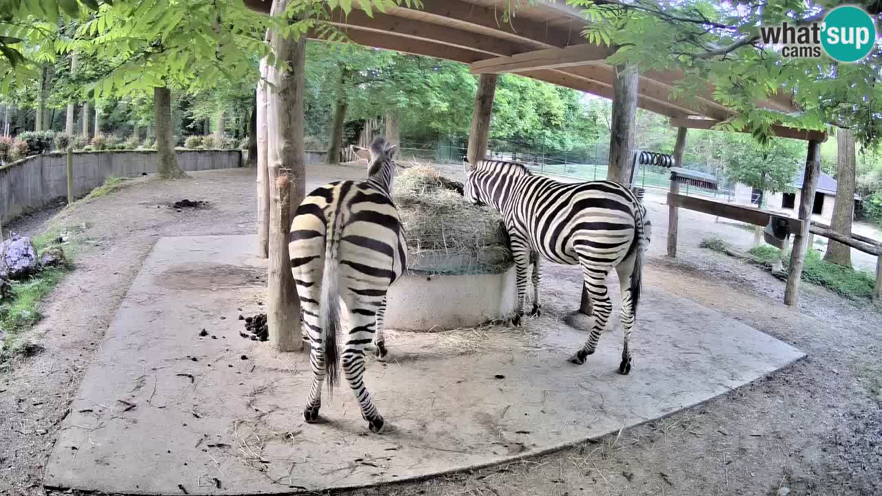 Live webcam Zebras in Ljubljana ZOO – Slovenia