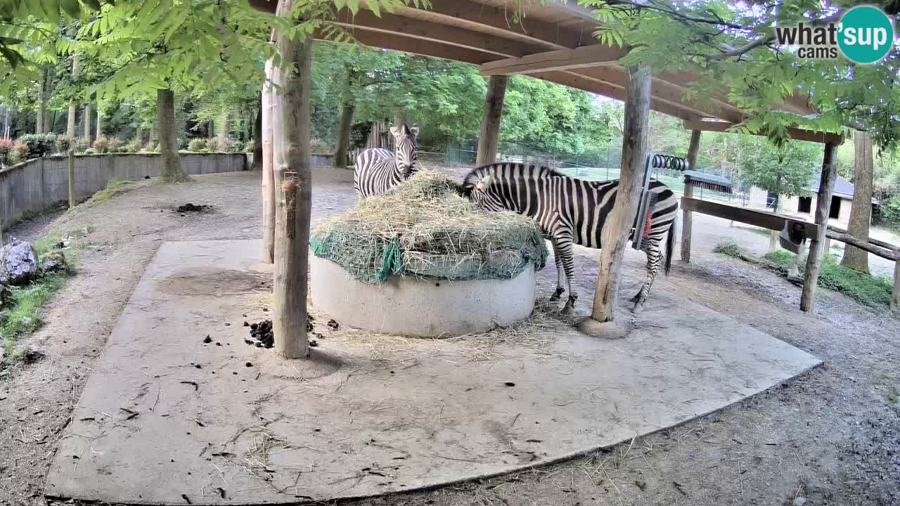 Live webcam Zebras in Ljubljana ZOO – Slovenia