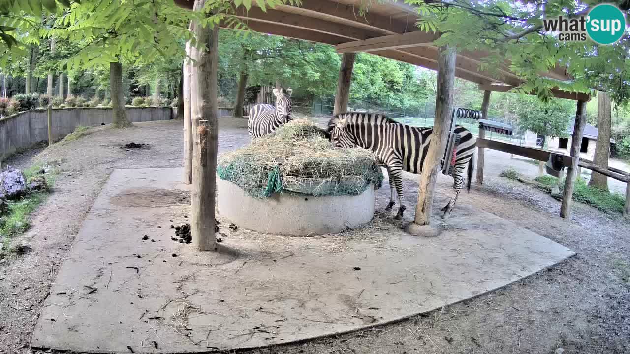 Live Webcam Zebras in Ljubljana ZOO – Slowenien