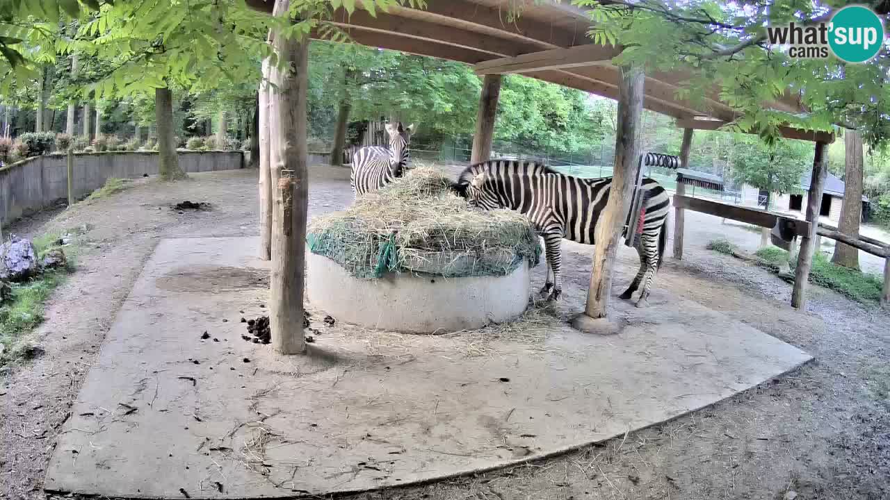 Live webcam Les zèbres in Ljubljana ZOO – Slovénie