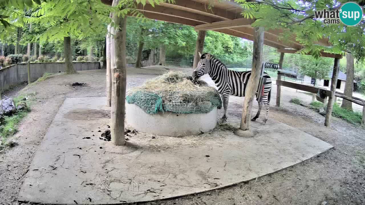 Camera en vivo Cebras in Ljubljana ZOO – Eslovenia