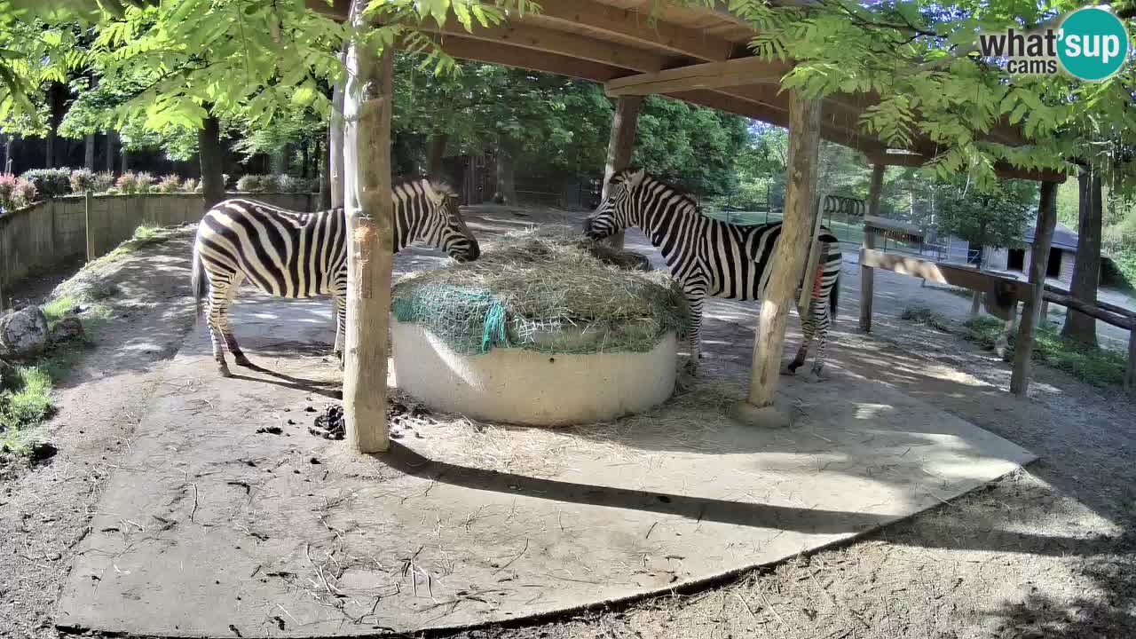Live webcam Les zèbres in Ljubljana ZOO – Slovénie