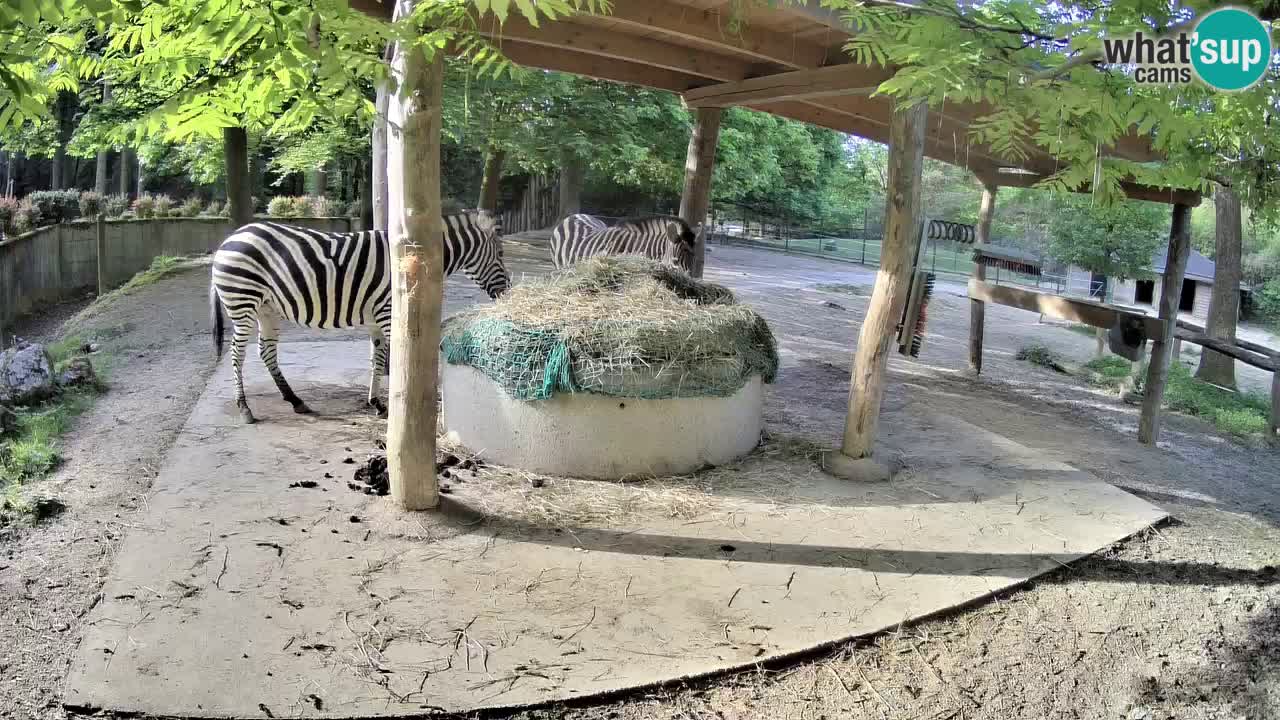 Live Webcam Zebras in Ljubljana ZOO – Slowenien