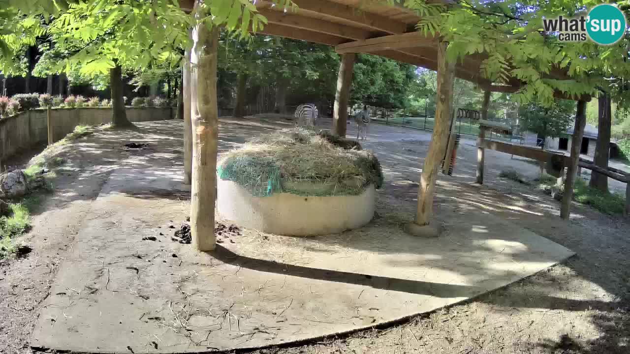 Live Webcam Zebras in Ljubljana ZOO – Slowenien