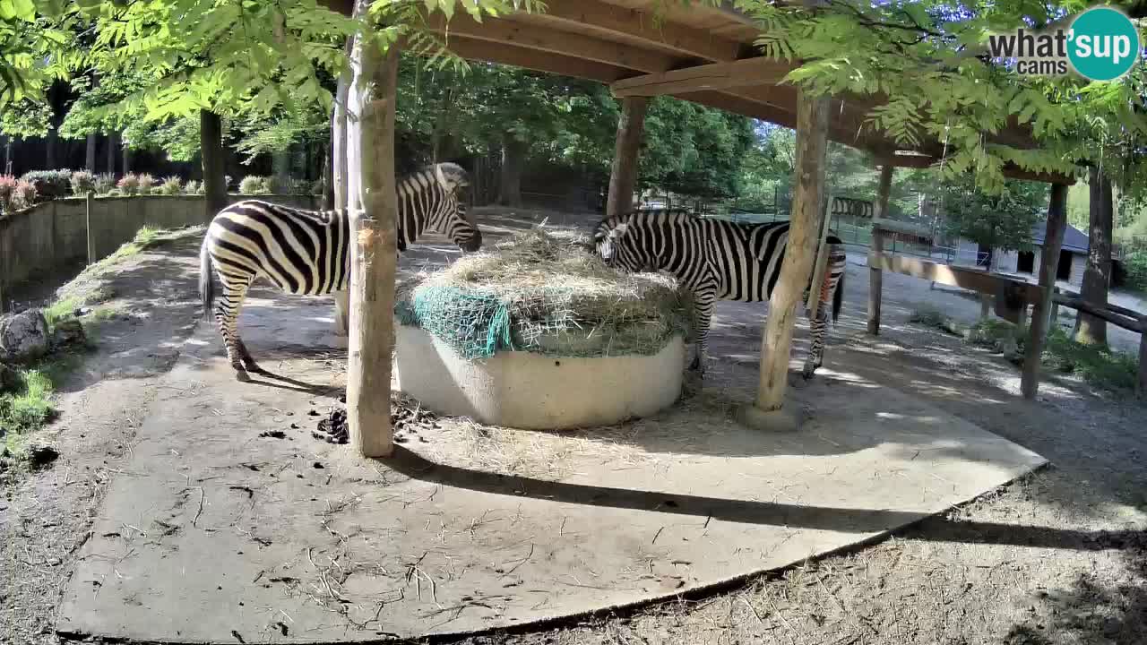 Live webcam Zebras in Ljubljana ZOO – Slovenia