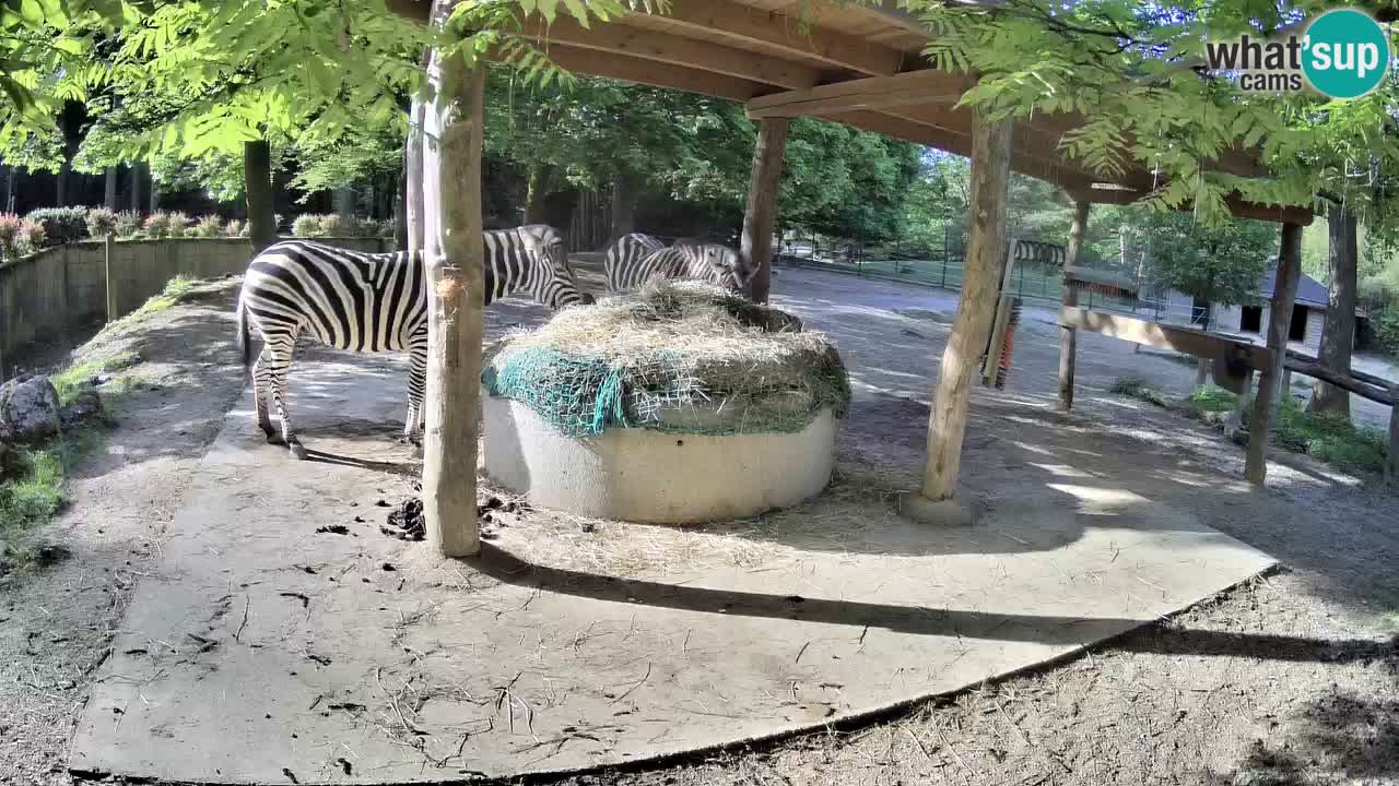 Live Webcam Zebras in Ljubljana ZOO – Slowenien