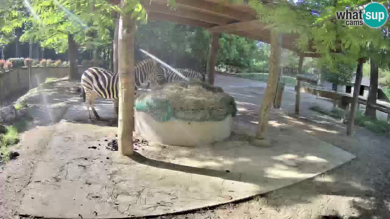 Live webcam Zebras in Ljubljana ZOO – Slovenia