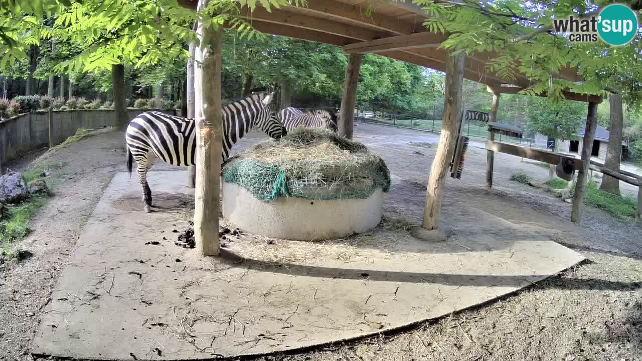 Zebre v živo v živalskem vrtu Ljubljana ZOO spletne kamere