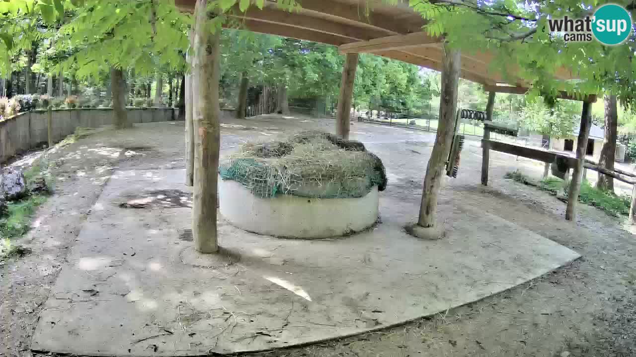 Live Webcam Zebras in Ljubljana ZOO – Slowenien