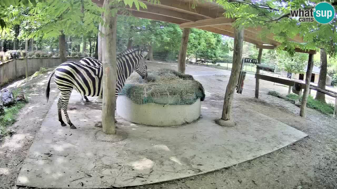 Live Webcam Zebras in Ljubljana ZOO – Slowenien