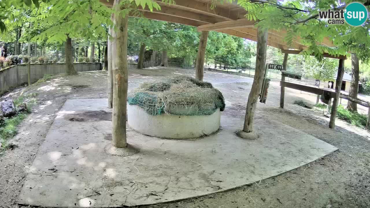 Web kamera uživo Zebras u ZOO Ljubljana – Slovenija